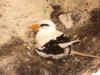 Longtail Nesting at Horseshoe.JPG (617130 bytes)